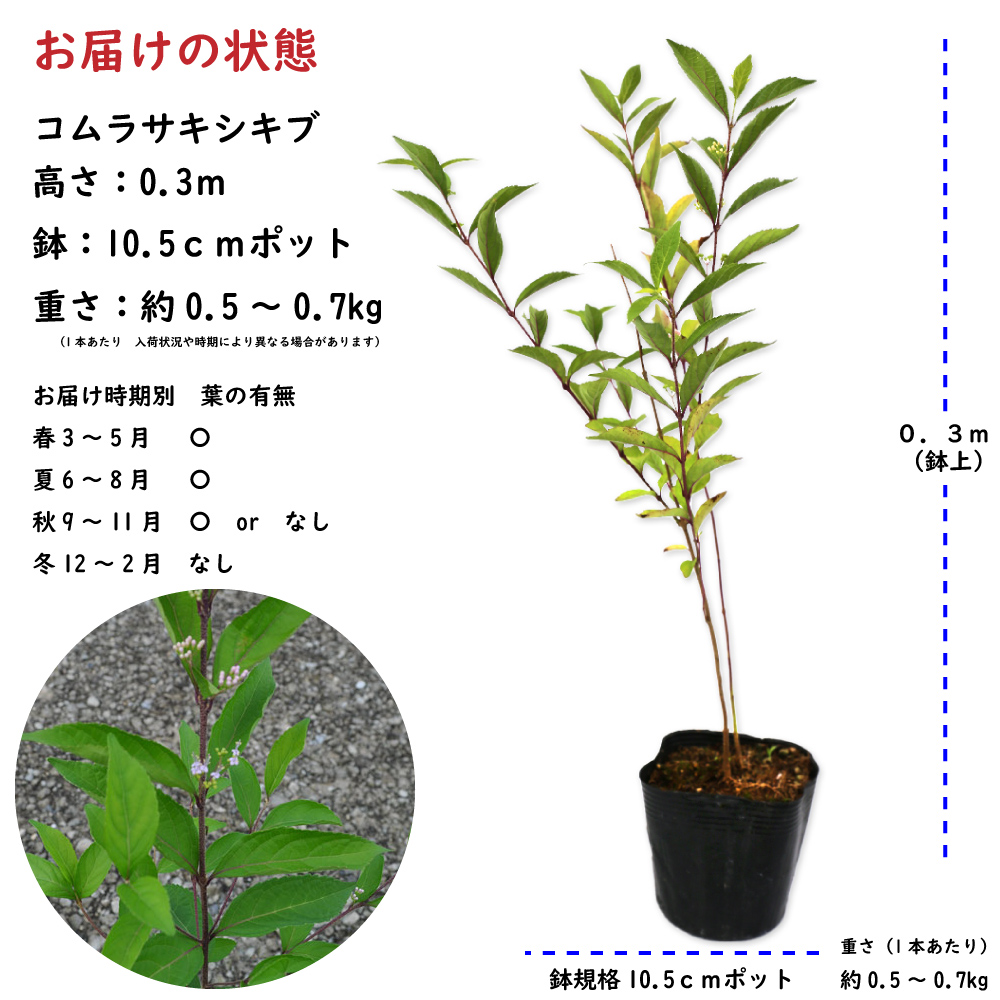 トオヤマグリーン コムラサキシキブ 販売 価格 植木の種類と育て方