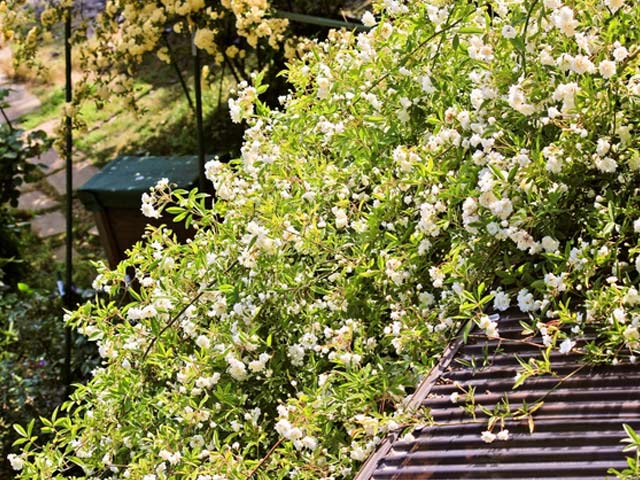 新商品 モッコウバラ 黄色 2 0m長尺15cmポット 1本 1年間枯れ保証 Sale 公式通販 直営店限定 Tarx Com Br