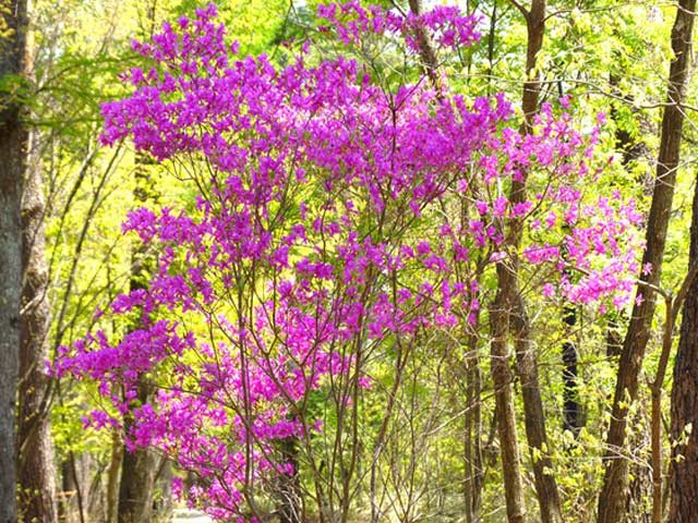 トオヤマグリーン ハヤトミツバツツジ 販売商品 シンボルツリー