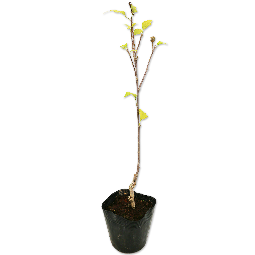 トオヤマグリーン ムクゲ桃八重 販売 価格 植木の種類と育て方