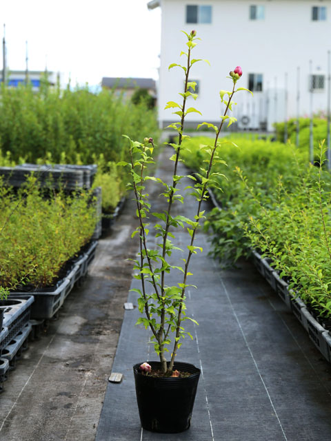 トオヤマグリーン ムクゲ桃八重 販売 価格 植木の種類と育て方