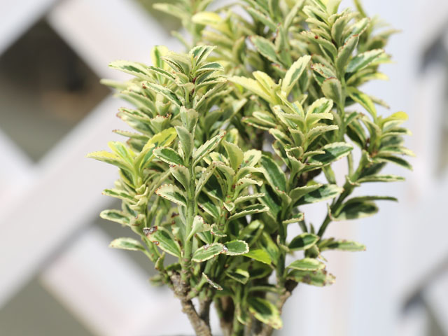 トオヤマグリーン ヒメマサキ 斑入り 販売 価格 植木の種類と育て方