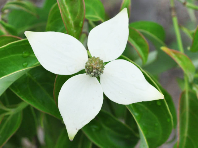 Mxrgtod特価 常緑ヤマボウシ株立ち 1 2m露地 1本 1年間枯れ保証 ちょいキズ特価 花 園芸 Roe Solca Ec