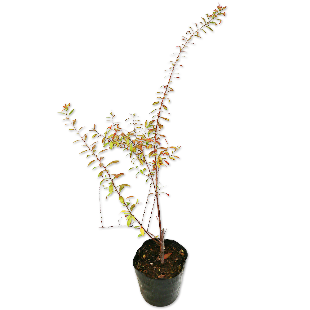 トオヤマグリーン ユキヤナギ 販売 価格 植木の種類と育て方