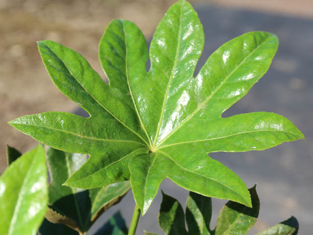 トオヤマグリーン ヤツデ 販売 価格 植木の種類と育て方