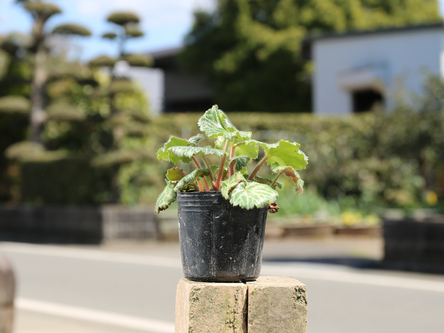 トオヤマグリーン ユキノシタ 販売 価格 植木の種類と育て方