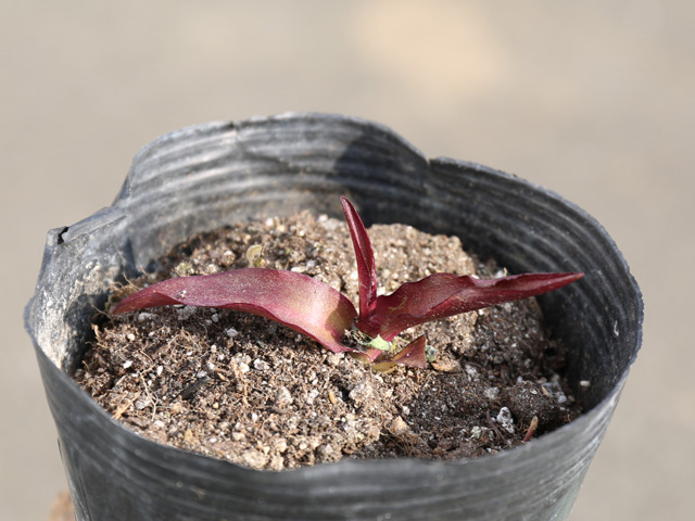 トオヤマグリーン ユーコミス 販売 価格 植木の種類と育て方