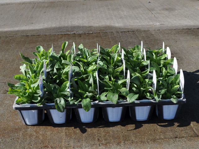 トオヤマグリーン ワスレナグサ 販売商品 植物の種類と育て方