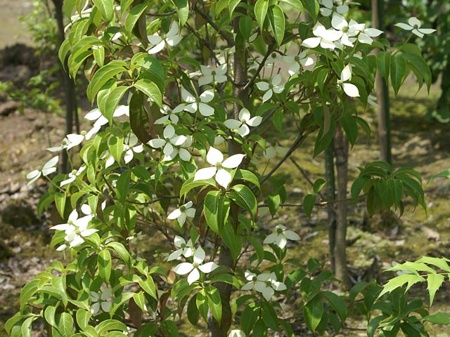 大人気商品 常緑ヤマボウシ 月光株立ち 2 3m露地 2本セット 送料無料 保付 ご購入特典つき 花 園芸 Roe Solca Ec