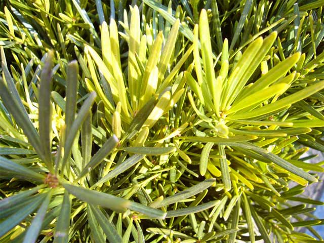 トオヤマグリーン ラカンマキ 販売 価格 植木の種類と育て方
