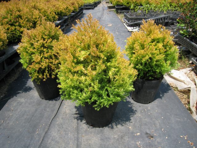 トオヤマグリーン ラインゴールド 販売 価格 植木の種類と育て方