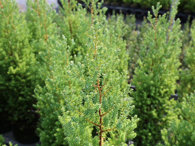 トオヤマグリーン レッドスター 販売 価格 植木の種類と育て方