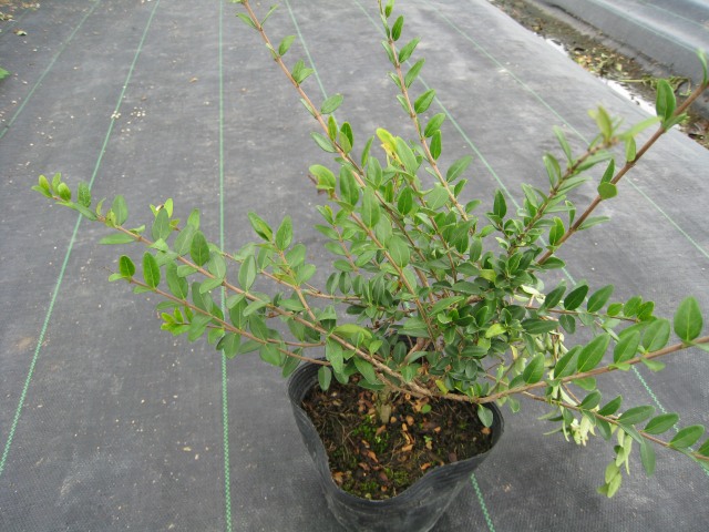 トオヤマグリーン ロニセラニティダ 販売 価格 植木の種類と育て方
